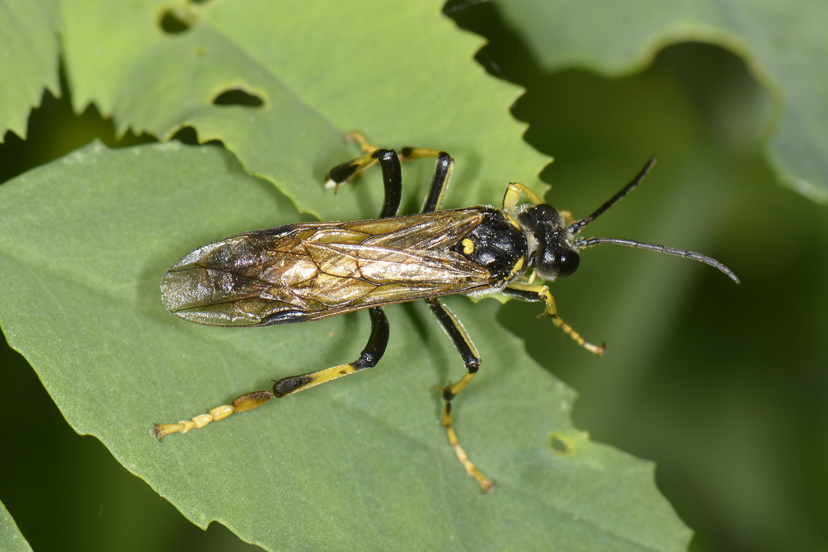 Tenthredinidae N 6: Tenthredo maculata